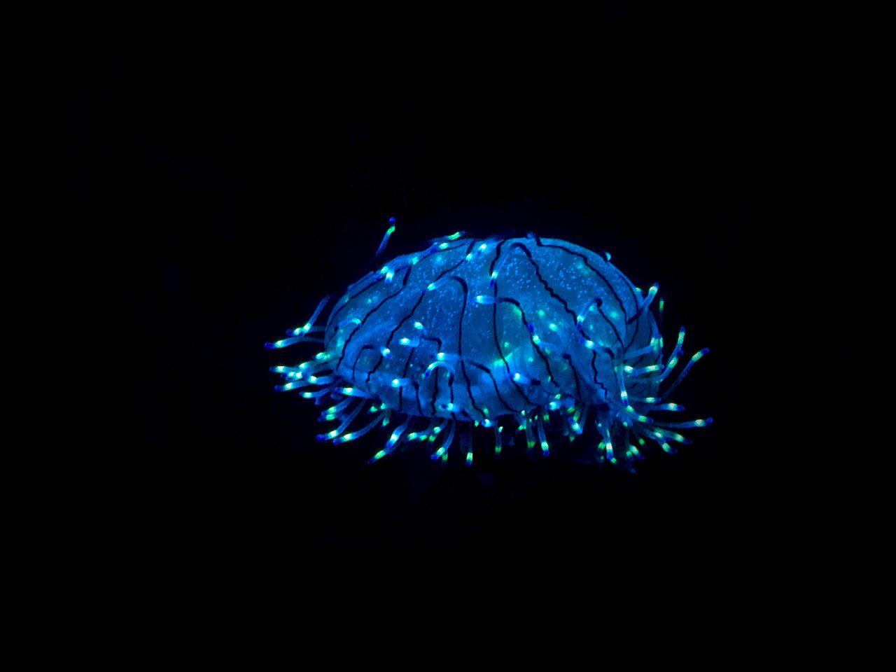 Blue bioluminescence underwater surrounded by black
